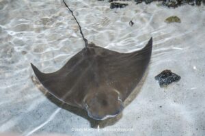 Atlantic Cownose Ray, Rhinoptera bonasus, Isla Mujeres, Mexico, Caribbean Sea.