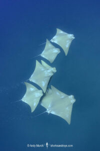 Atlantic Cownose Ray, Rhinoptera bonasus, Isla Mujeres, Mexico, Caribbean Sea.