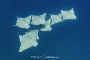 Atlantic Cownose Ray, Rhinoptera bonasus, Isla Mujeres, Mexico, Caribbean Sea.