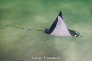 Atlantic Devilray, Mobula hypostoma, aka lesser devilray or Atlantic mobula ray, Panama City, USA, Gulf of Mexico.