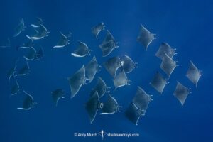 Atlantic mobula ray, Mobula hypostoma, aka lesser devilray or Atlantic devil ray, Isla Mujeres, Mexico, Caribben Sea.