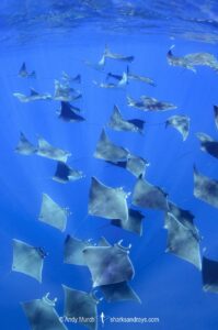 Atlantic mobula ray, Mobula hypostoma, aka lesser devilray or Atlantic devil ray, Isla Mujeres, Mexico, Caribben Sea.