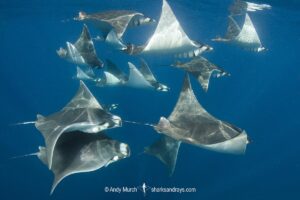 Atlantic mobula ray, Mobula hypostoma, aka lesser devilray or Atlantic devil ray, Isla Mujeres, Mexico, Caribben Sea.