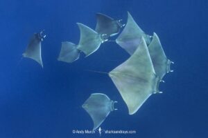 Atlantic mobula ray, Mobula hypostoma, aka lesser devilray or Atlantic devil ray, Isla Mujeres, Mexico, Caribben Sea.