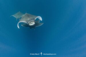 Atlantic mobula ray, Mobula hypostoma, aka lesser devilray or Atlantic devil ray, Isla Mujeres, Mexico, Caribben Sea.