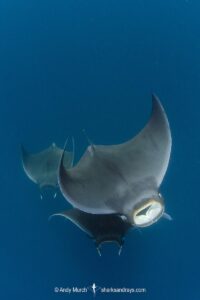 Atlantic mobula ray, Mobula hypostoma, aka lesser devilray or Atlantic devil ray, Isla Mujeres, Mexico, Caribben Sea.