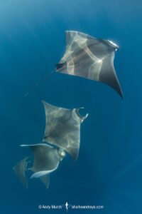 Atlantic mobula ray, Mobula hypostoma, aka lesser devilray or Atlantic devil ray, Isla Mujeres, Mexico, Caribben Sea.
