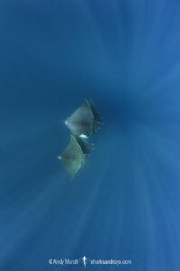 Atlantic mobula ray, Mobula hypostoma, aka lesser devilray or Atlantic devil ray, Isla Mujeres, Mexico, Caribben Sea.