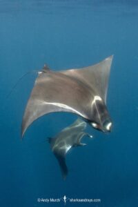 Atlantic mobula ray, Mobula hypostoma, aka lesser devilray or Atlantic devil ray, Isla Mujeres, Mexico, Caribben Sea.
