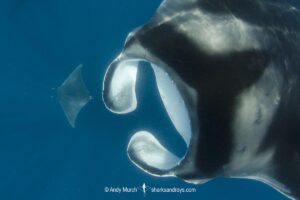 Atlantic mobula ray, Mobula hypostoma, aka lesser devilray or Atlantic devil ray, Isla Mujeres, Mexico, Caribben Sea.
