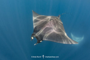 Atlantic Mobula Ray