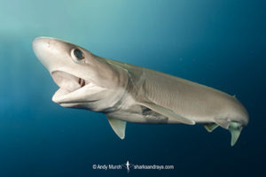 Atlantic Sixgill Shark