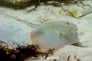 Atlantic Stingray