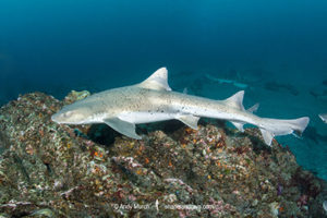 Banded Houndshark