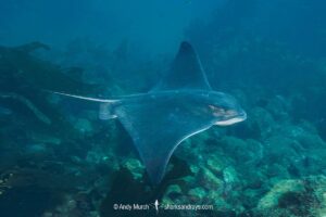 Bat Ray, Myliobatis californica. Catalina Island, Channel Islands, California, USA, eastern Pacific Ocean.