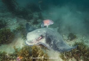 Bat Ray, Myliobatis californica. Catalina Island, Channel Islands, California, USA, eastern Pacific Ocean.