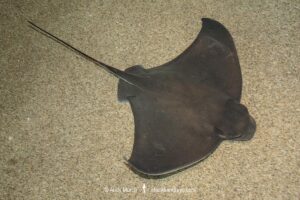 Bat Ray, Myliobatis californicus. Catalina Island, Channel Islands, California, USA, eastern Pacific Ocean.