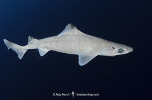 Blackfin Gulper Shark, Centrophorus isodon. Cape Eleuthera; Bahamas; Atlantic Ocean.