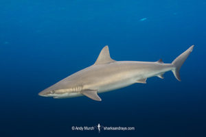Blacknose Shark, Carcharhinus acronotus. A small requiem shark species from the western tropical Atlantic Ocean. Image from Triangle Rocks near South Bimini Island in The Bahamas.