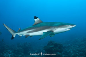 Blacktip Reef Shark, Carcharhinus melanopterus, White Valley (dive site), Tahiti, French Polynesia, South Pacific Ocean.