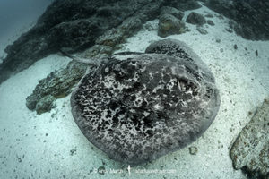 Blotched Fantail Ray
