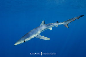 Blue Shark