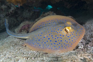 Bluespotted Fantail Ray