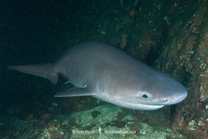 Bluntnose Sixgill Shark