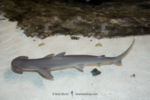 Bonnethead Shark
