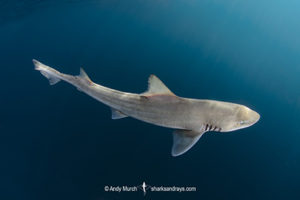 Brown Smoothhound