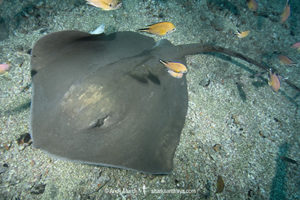 Brown Stingray, Bathytoshia lata. Previously classified as the Roughtail Stingray, Dasyatis centroura. A large ray that lives on the eastern side of the North Atlantic and in the Ind0-west Pacific. Los Gigantes, Tenerife, Canary Islands, Spain, Eastern Atlantic.