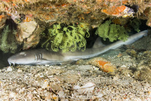 Brownbanded Bamboo Shark
