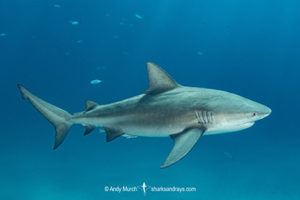 Bull Shark, Carcharhinus leucas. Aka Zambezi Shark or Lake Nicaragua Shark. Tiger Beach, Little Bahama Bank, Bahamas, Caribbean Sea.