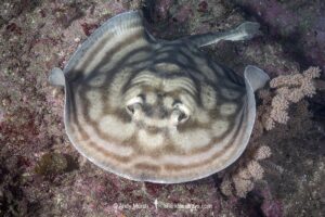 Bullseye round stingray or reef stingray, Urobatis concentricus, Midriff Islands, Sea of Cortez, Mexico.