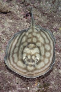 Bullseye round stingray or reef stingray, Urobatis concentricus, Midriff Islands, Sea of Cortez, Mexico.