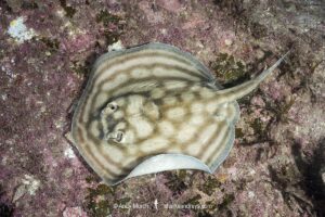 Bullseye round stingray or reef stingray, Urobatis concentricus, Midriff Islands, Sea of Cortez, Mexico.