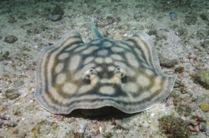 Bullseye Round Stingray or Reef Stingray, Urobatis concentricus, Cabo Pulmo, Baja, Mexico, Sea of Cortez.