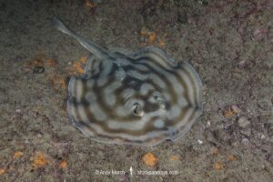 Bullseye Round Stingray or Reef Stingray, Urobatis concentricus, Cabo Pulmo, Baja, Mexico, Sea of Cortez.