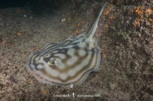 Bullseye Round Stingray or Reef Stingray, Urobatis concentricus, Cabo Pulmo, Baja, Mexico, Sea of Cortez.