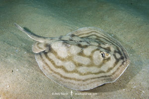 Bullseye Stingray