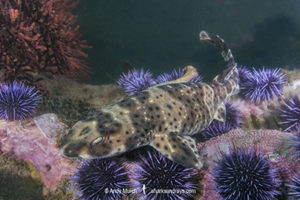 California Swellshark