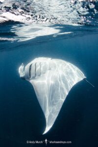 Caribbean Manta Ray, Manta cf. birostris. An as-yet undescribed third species of manta ray from the Western tropical Atlantic and Caribbean Sea. Closely related to the Oceanic Manta - Manta birostris.