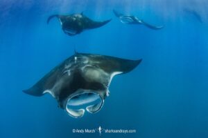 Caribbean Manta Ray, Manta cf. birostris. An as-yet undescribed third species of manta ray from the Western tropical Atlantic and Caribbean Sea. Closely related to the Oceanic Manta - Manta birostris.