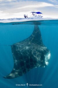 Caribbean Manta Ray, Manta cf. birostris. An as-yet undescribed third species of manta ray from the Western tropical Atlantic and Caribbean Sea. Closely related to the Oceanic Manta - Manta birostris.