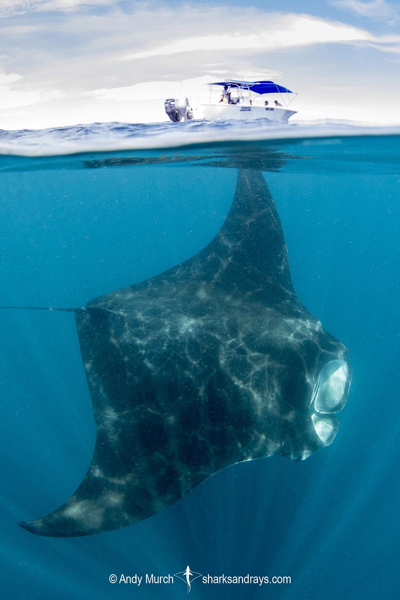 Caribbean Manta Ray 061 | Sharks and Rays