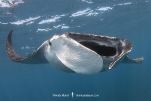 Caribbean Manta Ray, Manta cf. birostris. An as-yet undescribed third species of manta ray from the Western tropical Atlantic and Caribbean Sea. Closely related to the Oceanic Manta - Manta birostris.