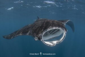 Caribbean Manta Ray, Manta cf. birostris. An as-yet undescribed third species of manta ray from the Western tropical Atlantic and Caribbean Sea. Closely related to the Oceanic Manta - Manta birostris.