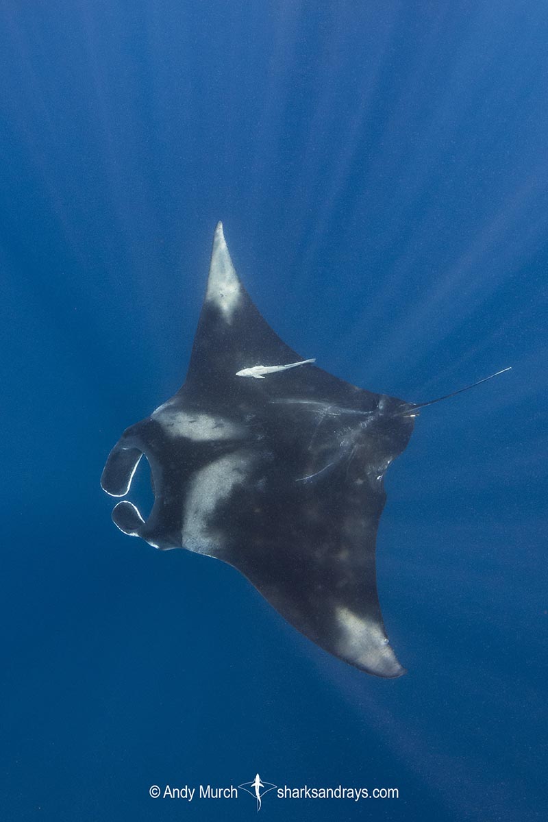 Caribbean Manta Ray 142 | Sharks and Rays