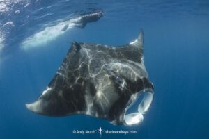 Caribbean Manta Ray, Manta cf. birostris. An as-yet undescribed third species of manta ray from the Western tropical Atlantic and Caribbean Sea. Closely related to the Oceanic Manta - Manta birostris.
