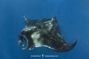 Caribbean Manta Ray